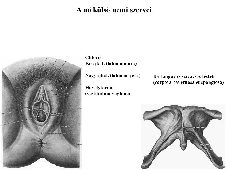 A nő külső nemi szervei Clitoris Kisajkak (labia minora)