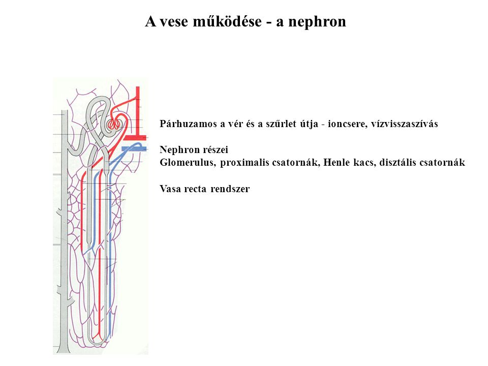 A vese működése - a nephron