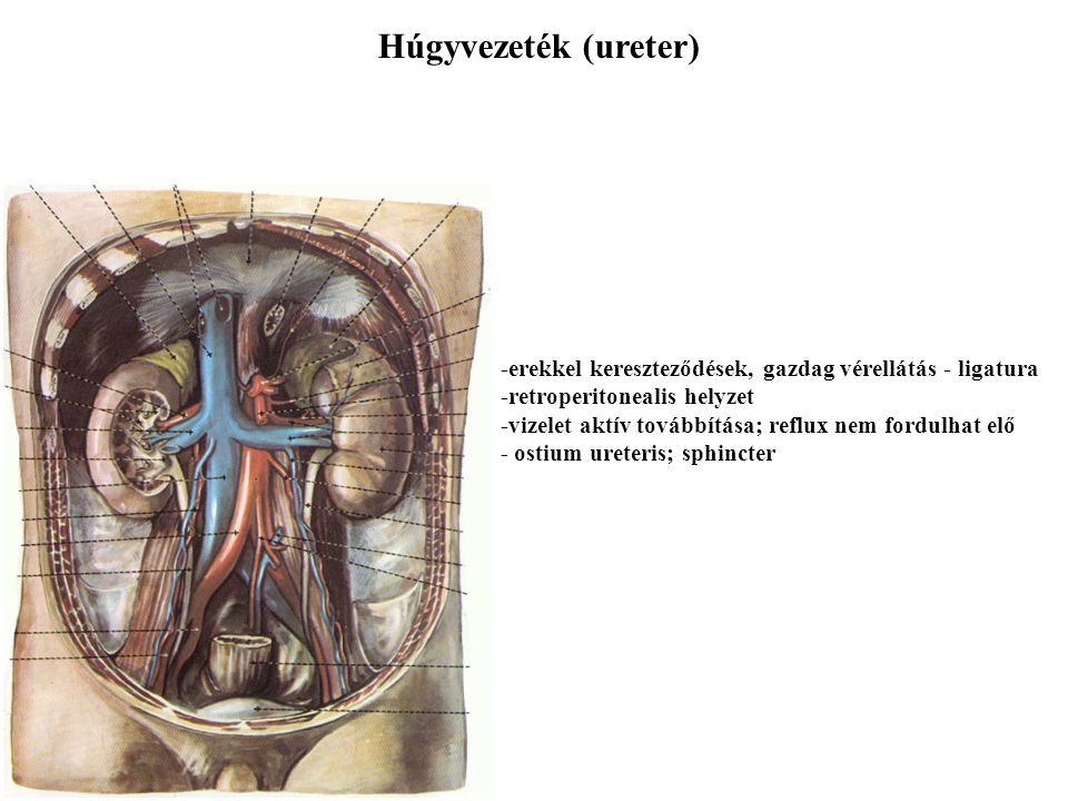 Húgyvezeték (ureter) -erekkel kereszteződések, gazdag vérellátás - ligatura. -retroperitonealis helyzet.