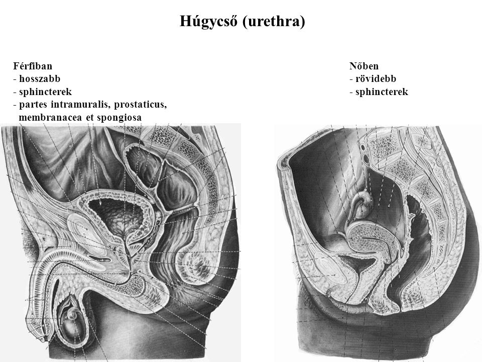 Húgycső (urethra) Férfiban - hosszabb - sphincterek