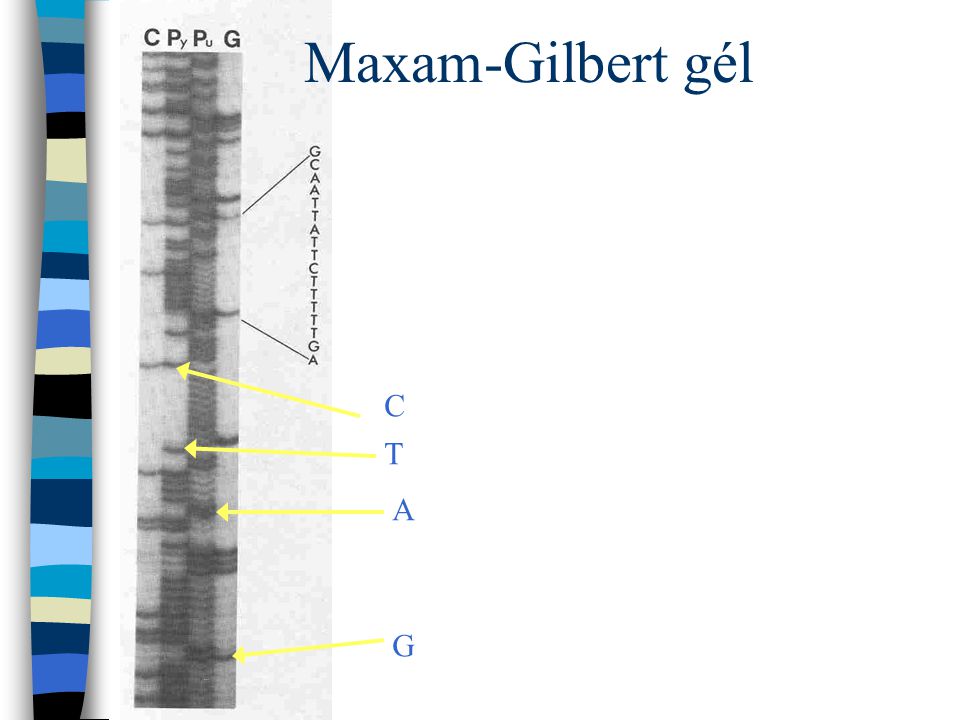 Maxam-Gilbert gél C T A G