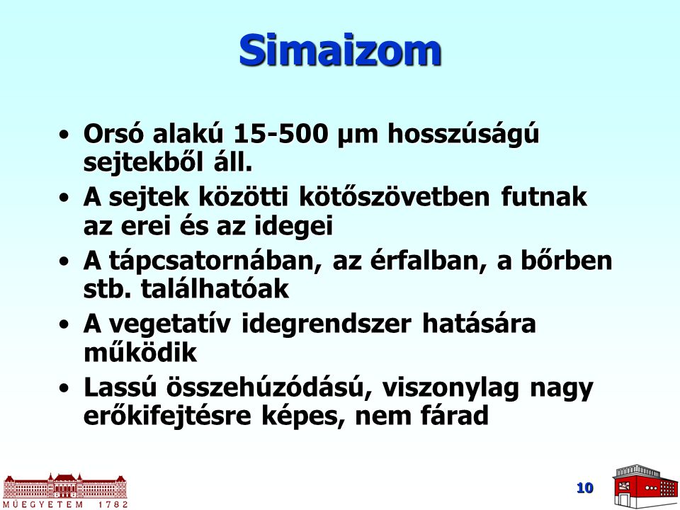 Simaizom Orsó alakú μm hosszúságú sejtekből áll.