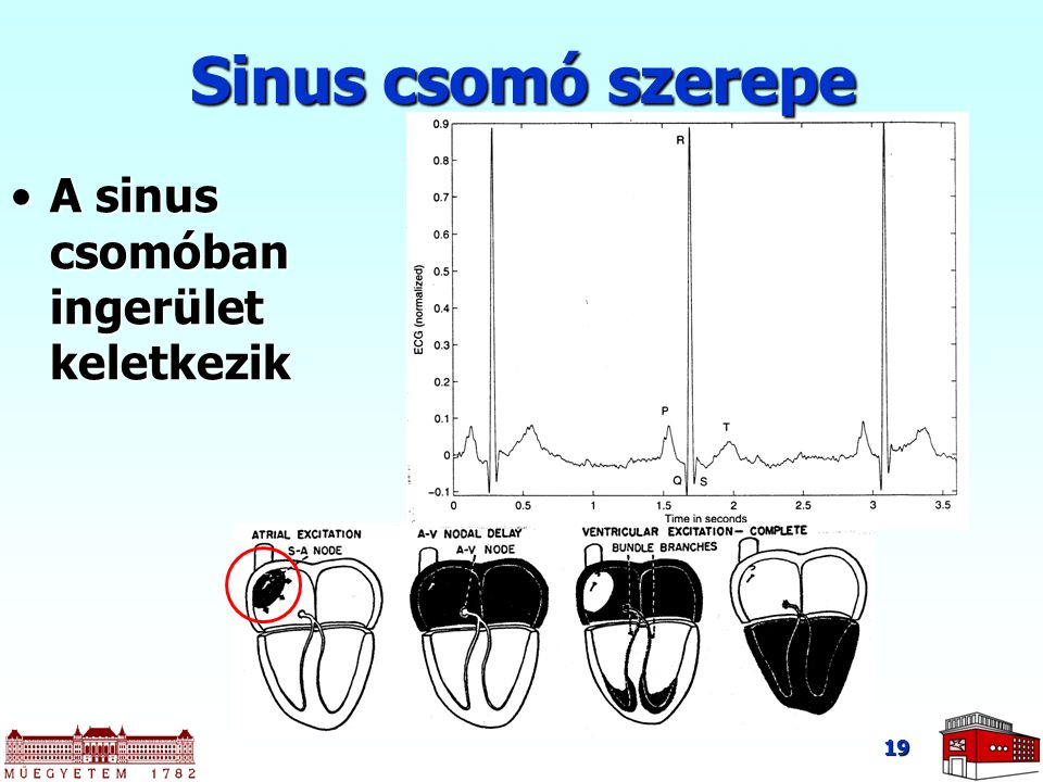 Sinus csomó szerepe A sinus csomóban ingerület keletkezik