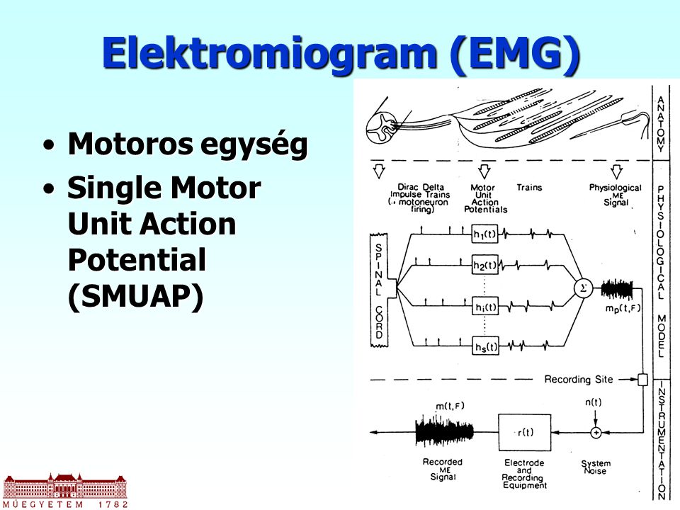 Elektromiogram (EMG) Motoros egység