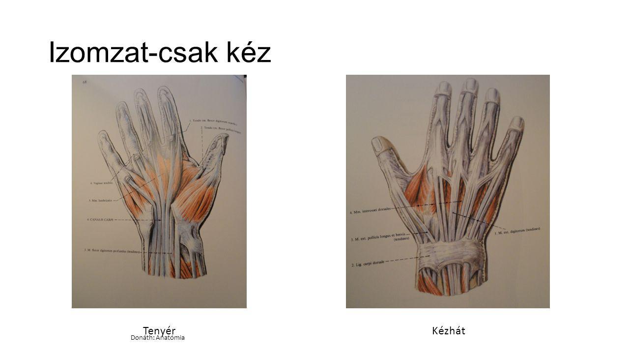 Izomzat-csak kéz Tenyér Kézhát Donáth: Anatómia