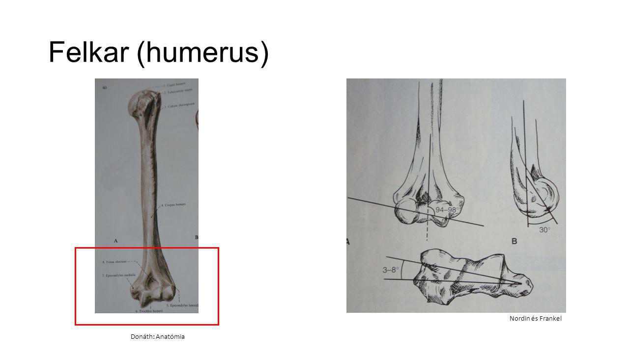 Felkar (humerus) Nordin és Frankel Donáth: Anatómia