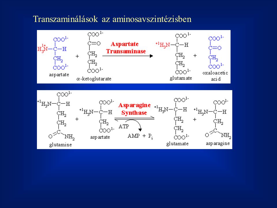 Transzaminálások az aminosavszintézisben