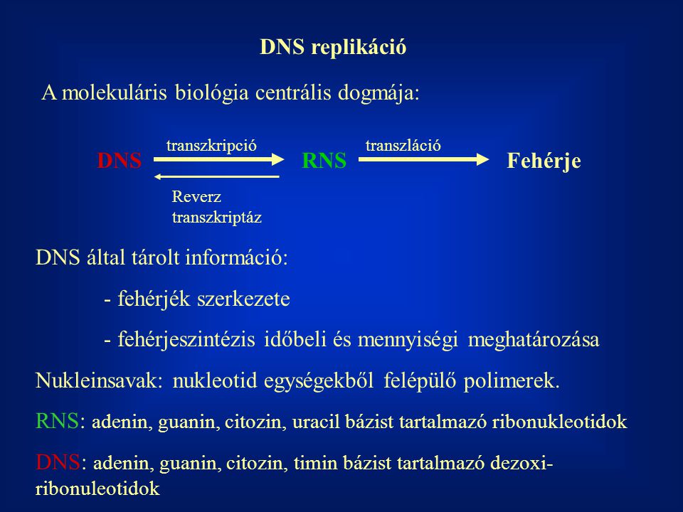 DNS replikáció DNS RNS Fehérje