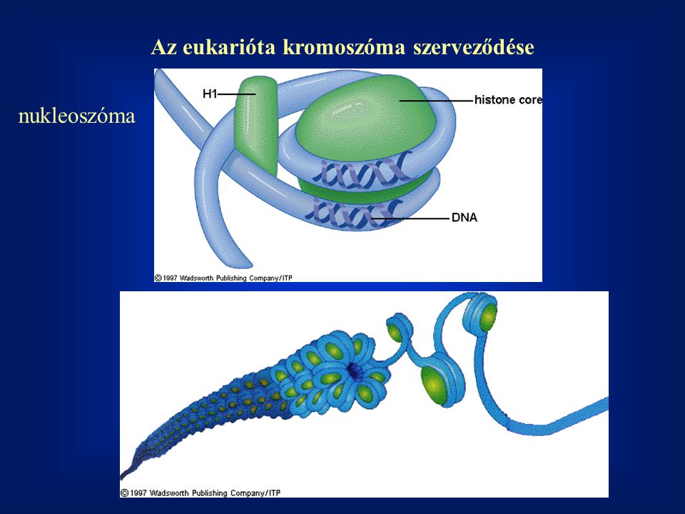 Az eukarióta kromoszóma szerveződése