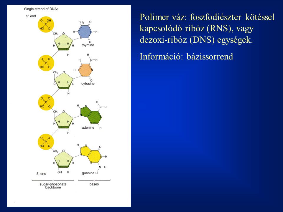 Polimer váz: foszfodiészter kötéssel kapcsolódó ribóz (RNS), vagy dezoxi-ribóz (DNS) egységek.