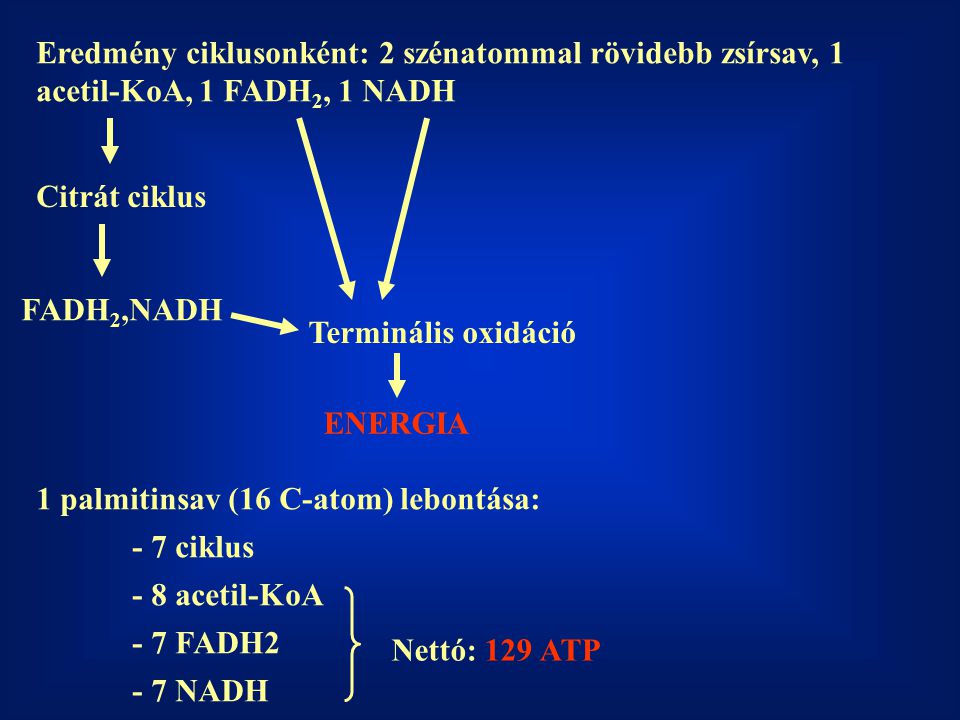 Eredmény ciklusonként: 2 szénatommal rövidebb zsírsav, 1 acetil-KoA, 1 FADH2, 1 NADH