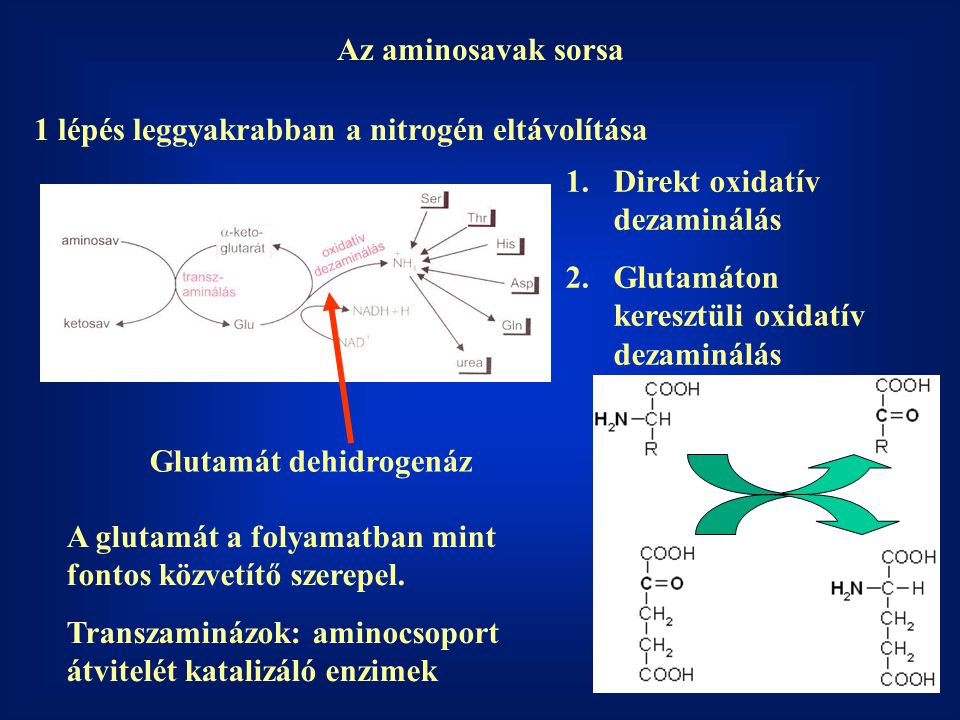 Az aminosavak sorsa 1 lépés leggyakrabban a nitrogén eltávolítása. Direkt oxidatív dezaminálás. Glutamáton keresztüli oxidatív dezaminálás.
