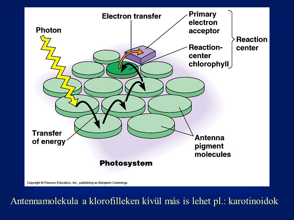 Antennamolekula a klorofilleken kívül más is lehet pl.: karotinoidok