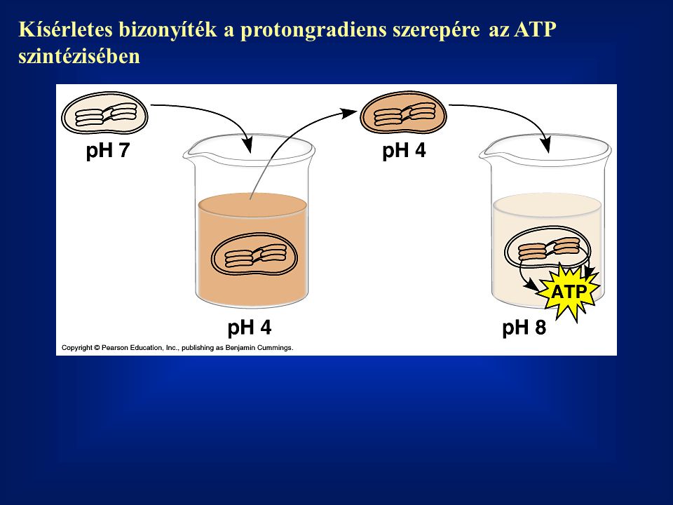 Kísérletes bizonyíték a protongradiens szerepére az ATP szintézisében