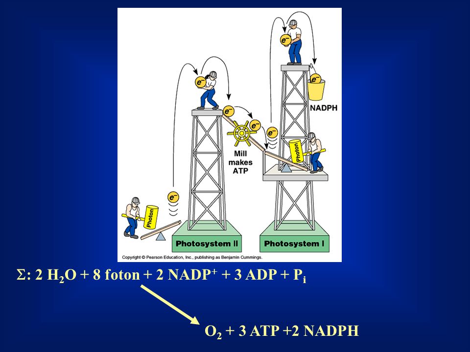 S: 2 H2O + 8 foton + 2 NADP+ + 3 ADP + Pi