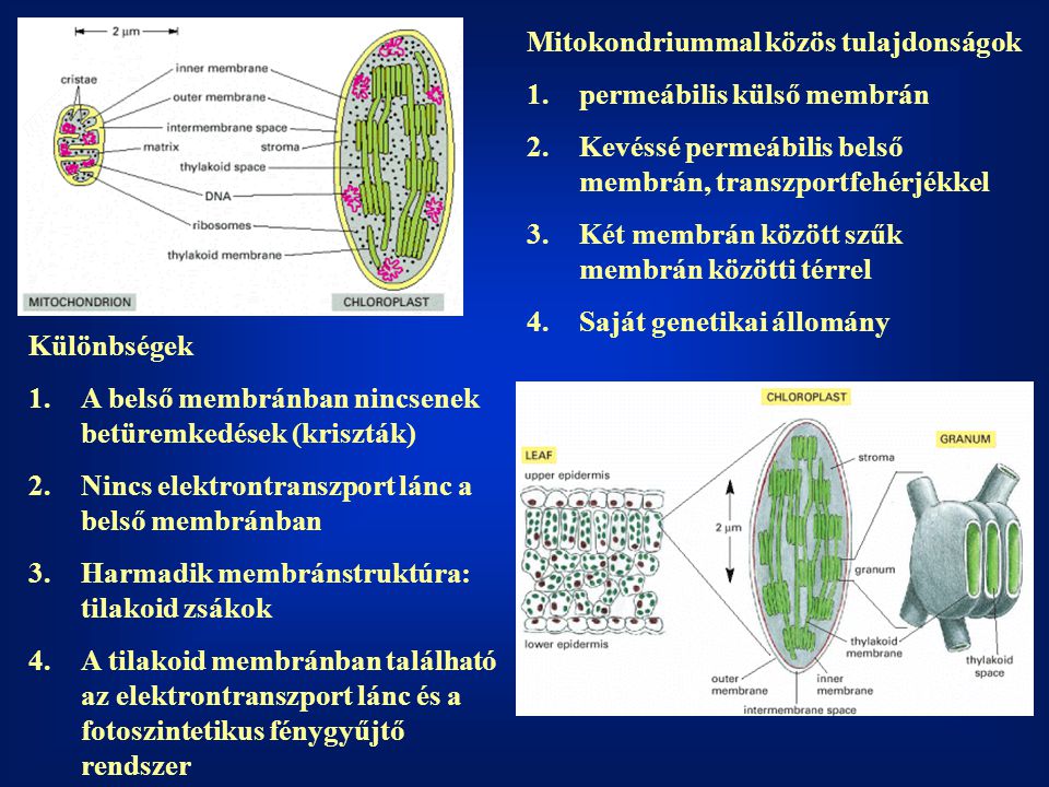 Mitokondriummal közös tulajdonságok