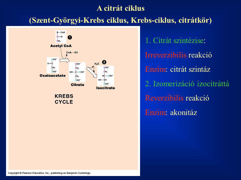(Szent-Györgyi-Krebs ciklus, Krebs-ciklus, citrátkör)
