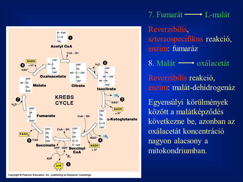 7. Fumarát L-malát Reverzibilis, sztereospecifikus reakció, enzim: fumaráz. 8. Malát oxálacetát.
