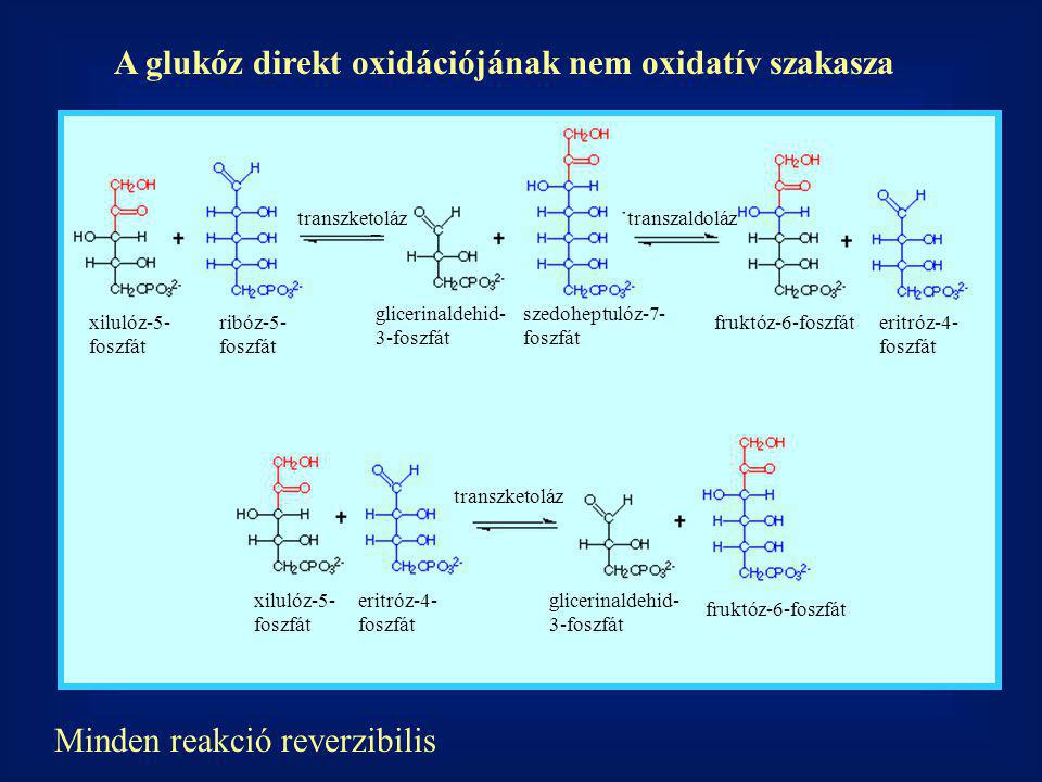 A glukóz direkt oxidációjának nem oxidatív szakasza