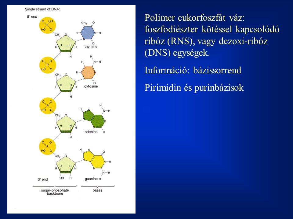 Polimer cukorfoszfát váz: foszfodiészter kötéssel kapcsolódó ribóz (RNS), vagy dezoxi-ribóz (DNS) egységek.