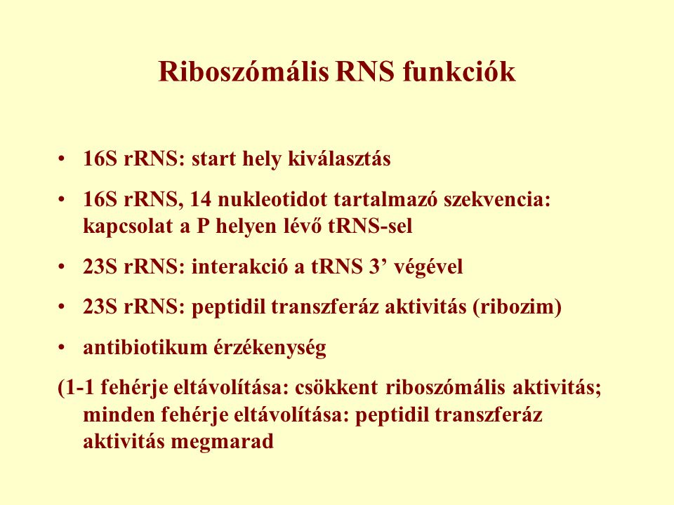 Riboszómális RNS funkciók
