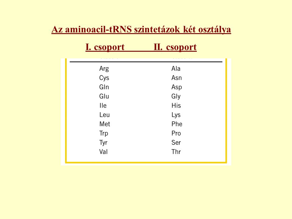Az aminoacil-tRNS szintetázok két osztálya