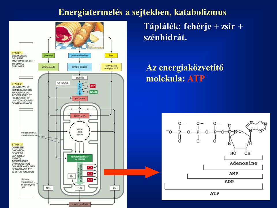 Energiatermelés a sejtekben, katabolizmus