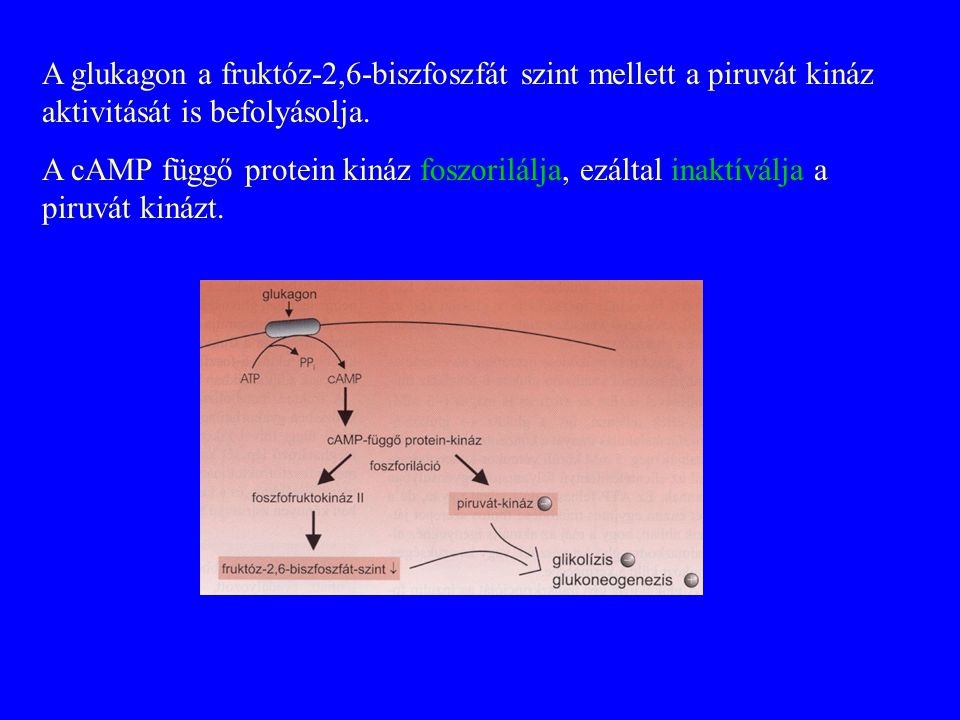 A glukagon a fruktóz-2,6-biszfoszfát szint mellett a piruvát kináz aktivitását is befolyásolja.