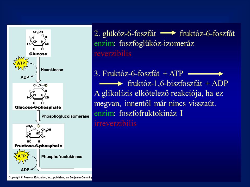 2. glükóz-6-foszfát fruktóz-6-foszfát