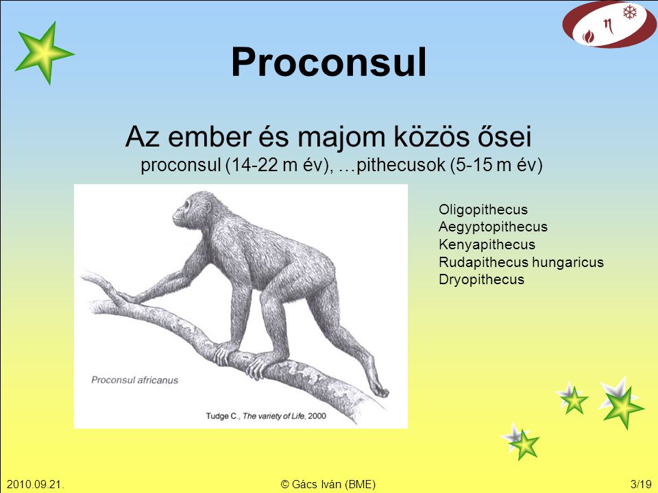 Proconsul Az ember és majom közös ősei proconsul (14-22 m év), …pithecusok (5-15 m év) Oligopithecus.