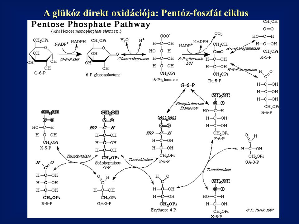 A glükóz direkt oxidációja: Pentóz-foszfát ciklus