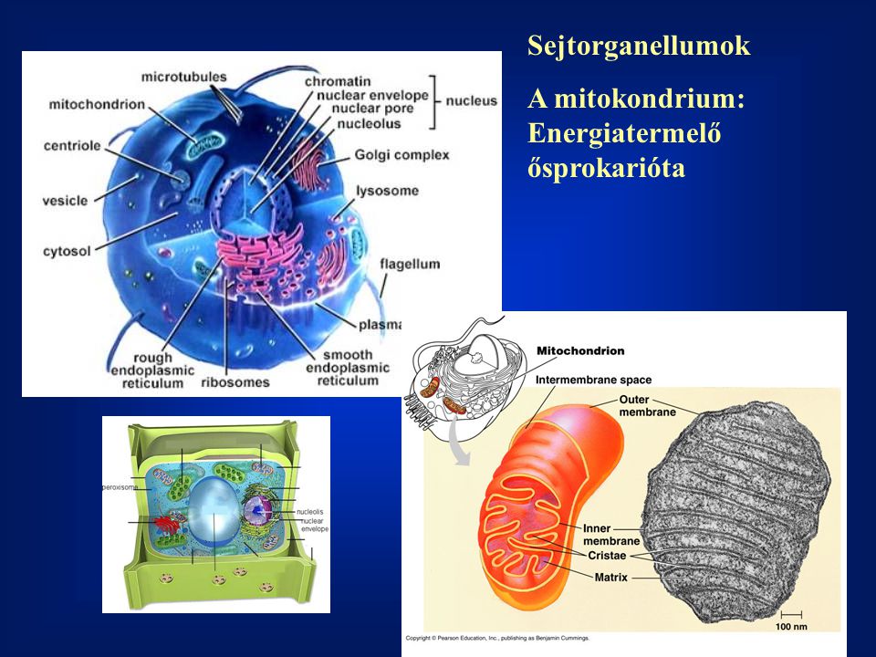 Sejtorganellumok A mitokondrium: Energiatermelő ősprokarióta