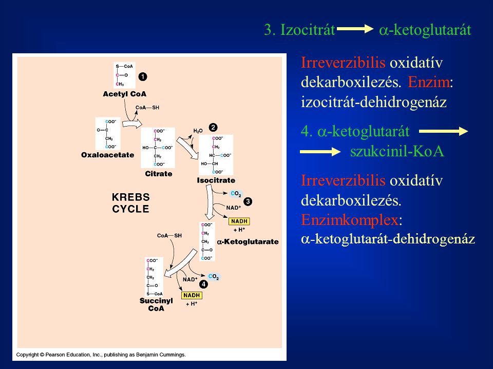 3. Izocitrát a-ketoglutarát