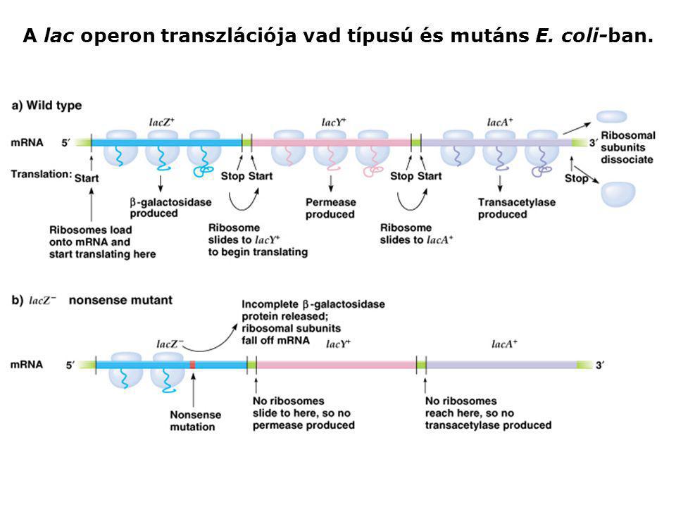 A lac operon transzlációja vad típusú és mutáns E. coli-ban.