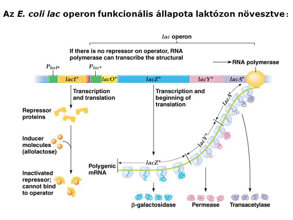 Az E. coli lac operon funkcionális állapota laktózon növesztve :