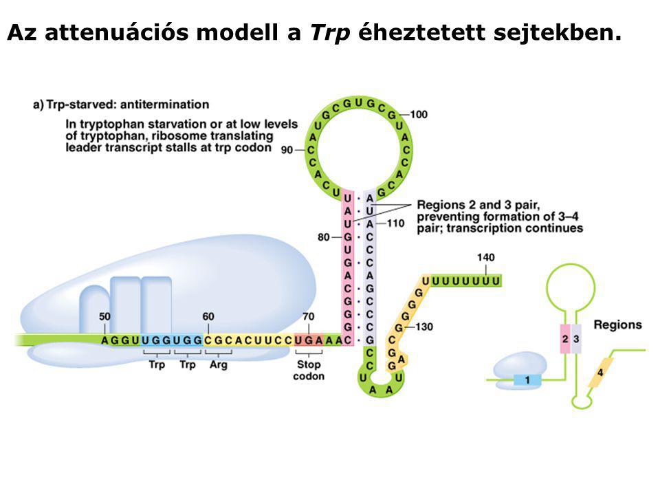 Az attenuációs modell a Trp éheztetett sejtekben.