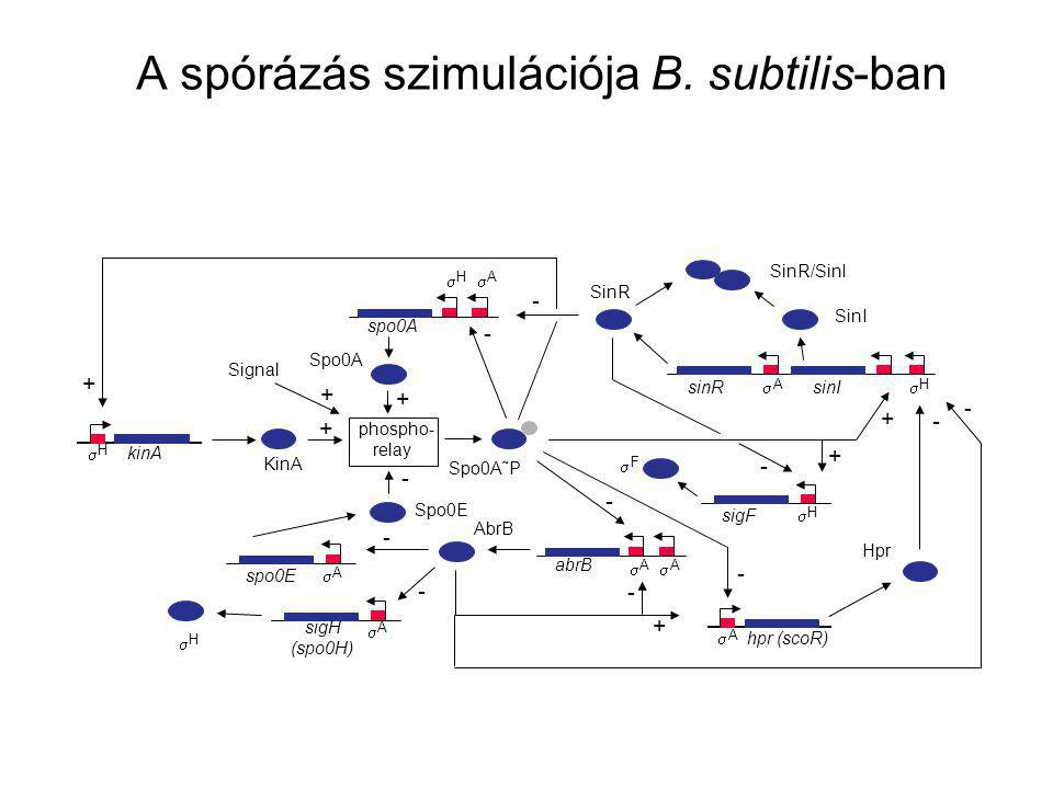 A spórázás szimulációja B. subtilis-ban