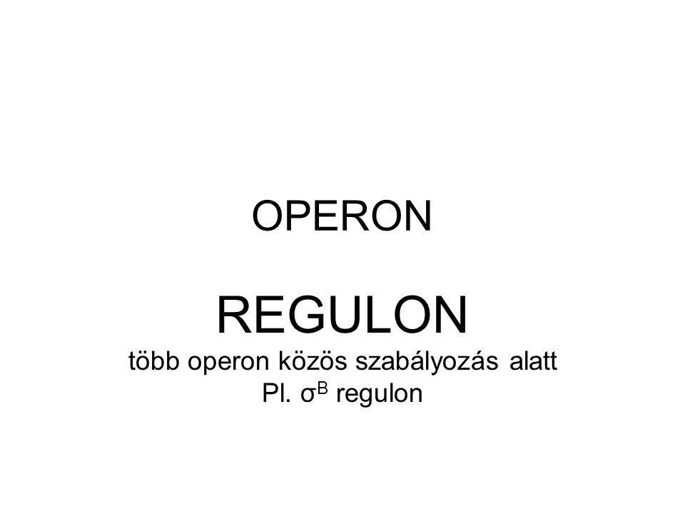 REGULON több operon közös szabályozás alatt Pl. σB regulon