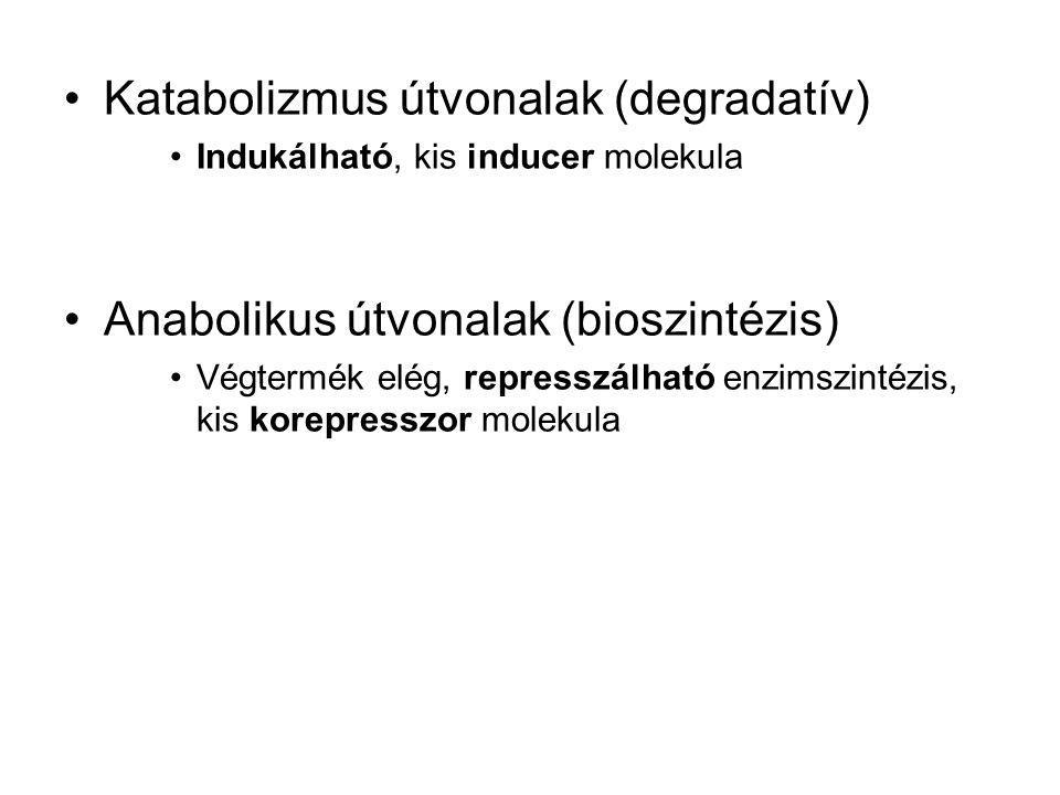 Katabolizmus útvonalak (degradatív)