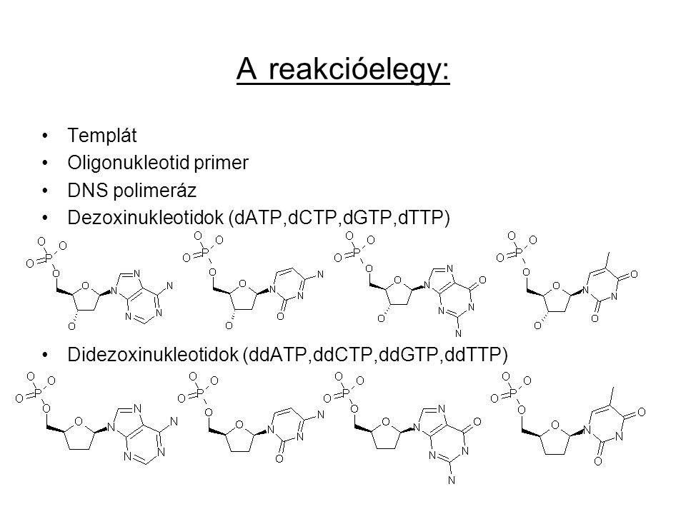 A reakcióelegy: Templát Oligonukleotid primer DNS polimeráz