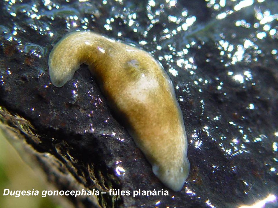 Dugesia gonocephala – füles planária