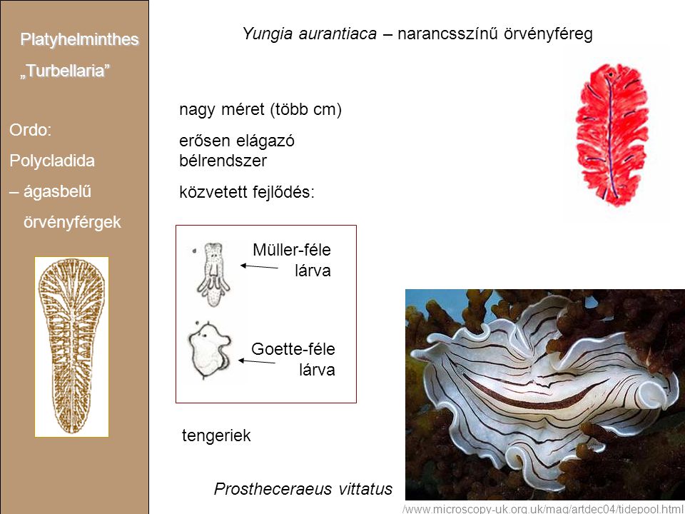 Yungia aurantiaca – narancsszínű örvényféreg Platyhelminthes