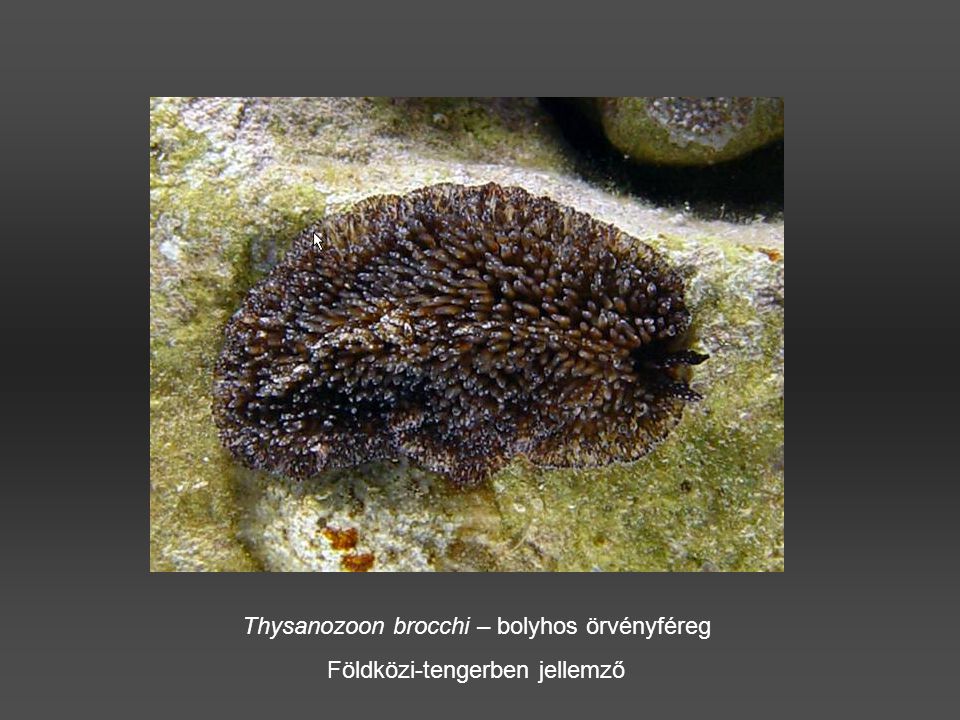 Thysanozoon brocchi – bolyhos örvényféreg Földközi-tengerben jellemző