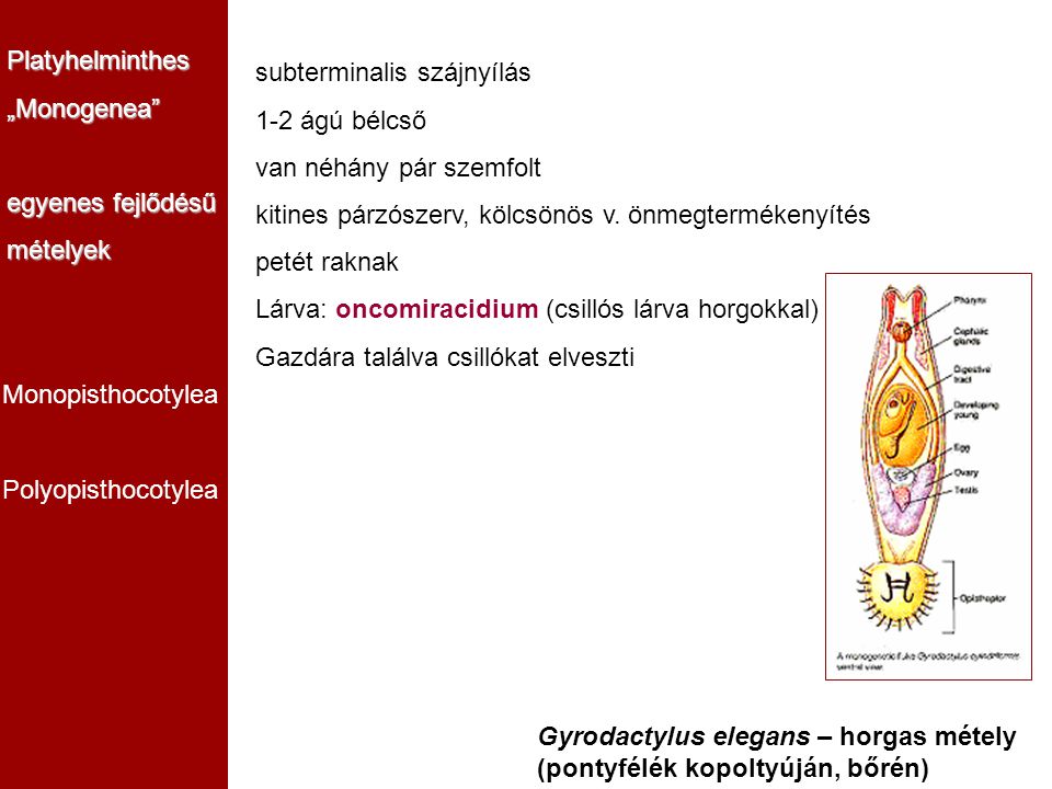 Platyhelminthes „Monogenea egyenes fejlődésű. mételyek. subterminalis szájnyílás. 1-2 ágú bélcső.