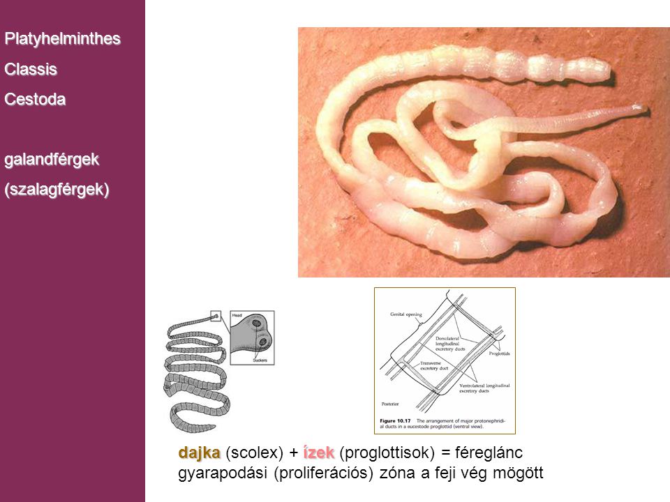 Platyhelminthes Classis. Cestoda. galandférgek. (szalagférgek) Monogenea. dajka (scolex) + ízek (proglottisok) = féreglánc.
