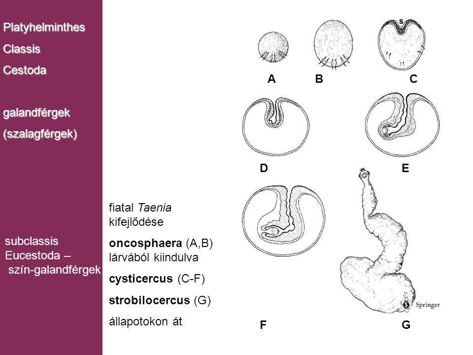 Platyhelminthes Classis. Cestoda. galandférgek. (szalagférgek) A B C. D E. F G. Cestoda.