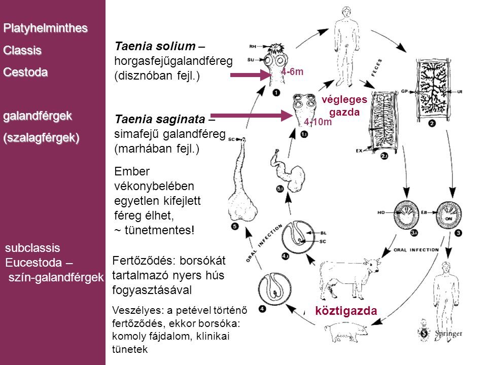 Taenia solium – horgasfejűgalandféreg (disznóban fejl.)