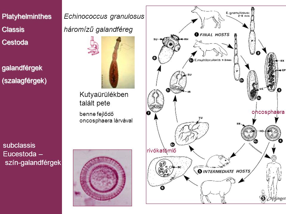 Echinococcus granulosus háromízű galandféreg