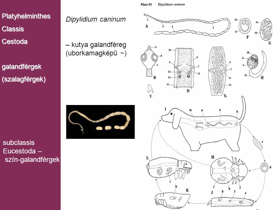 Platyhelminthes Classis. Cestoda. galandférgek. (szalagférgek) Dipylidium caninum. – kutya galandféreg.