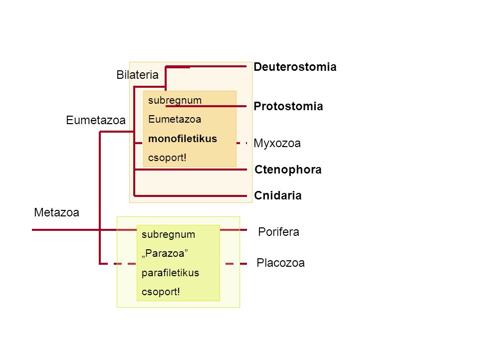 Deuterostomia Bilateria Protostomia Eumetazoa Myxozoa Ctenophora